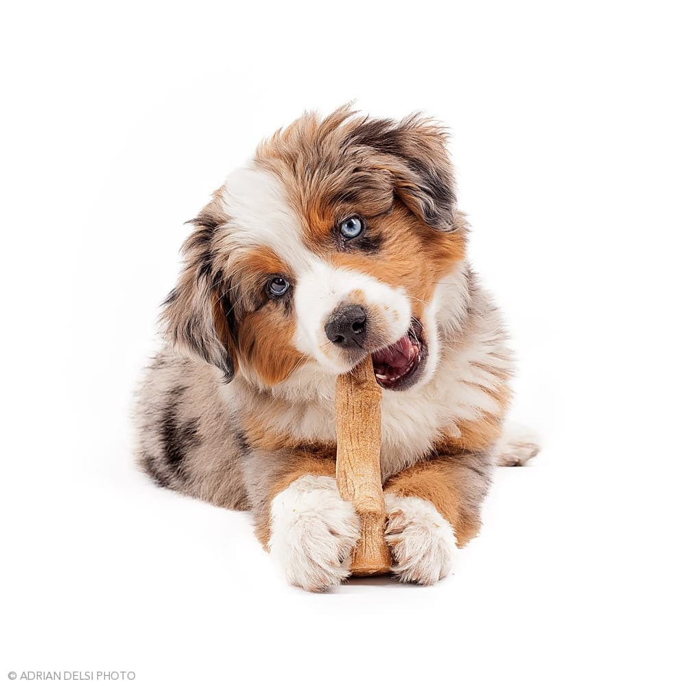 Raw Paws Pet Food discount coupons and deals