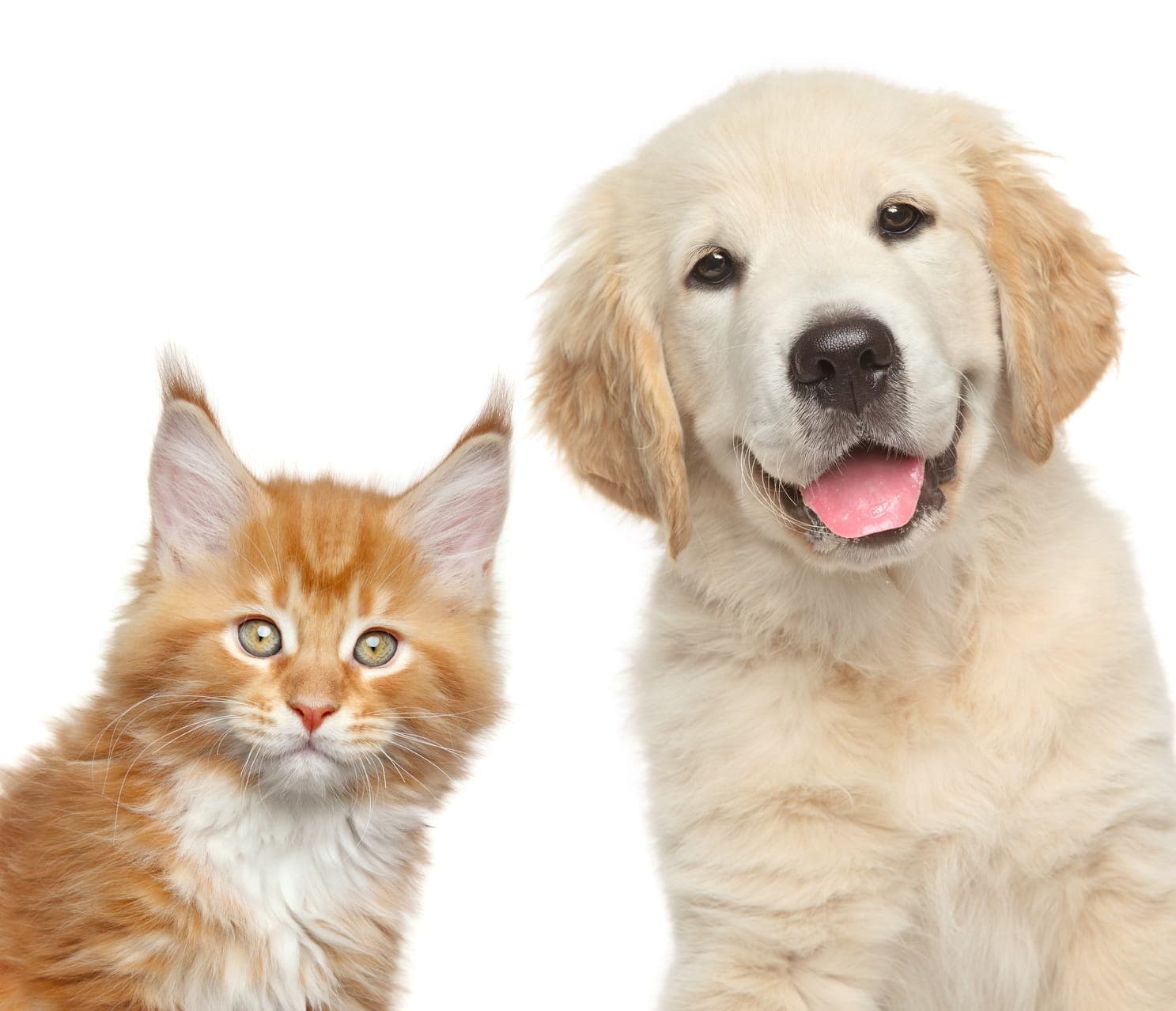 Raw Paws Pet Food discount coupons and deals