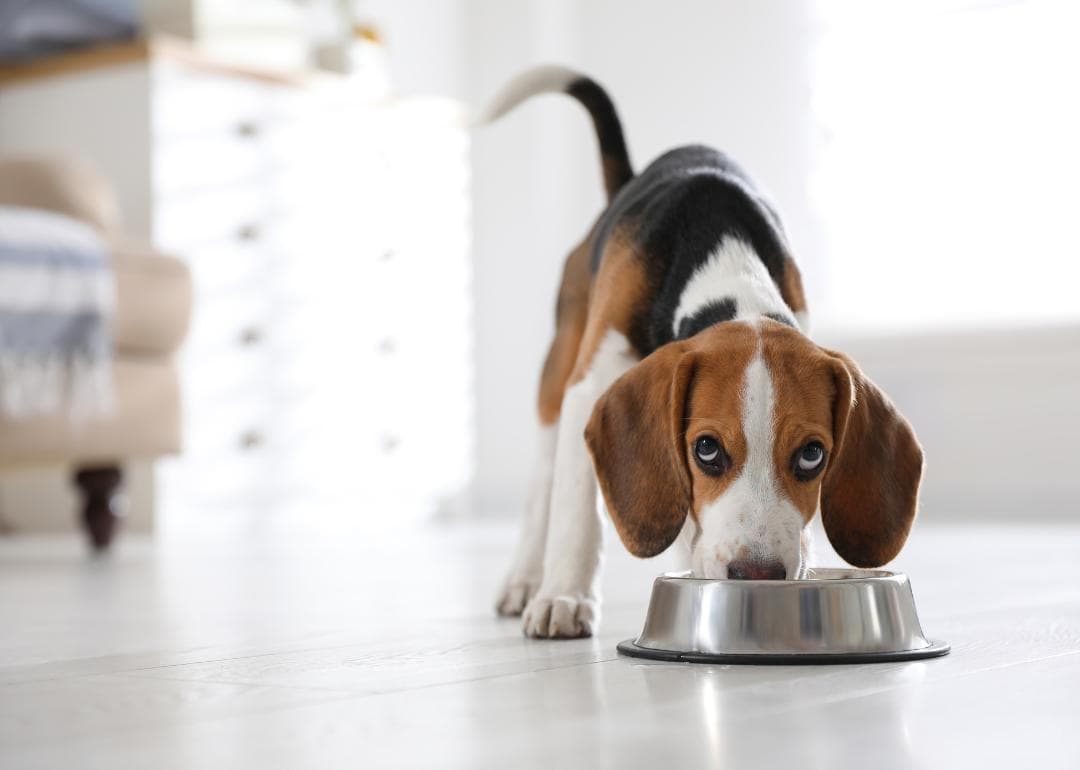 Raw Paws Pet Food discount coupons and deals